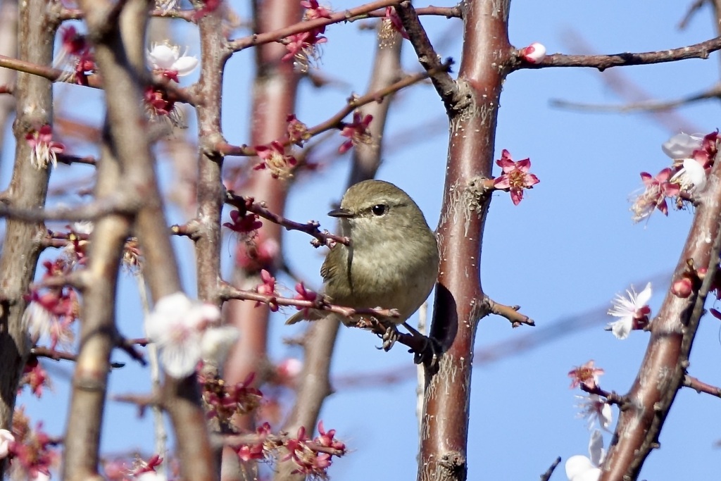 梅or杏にウグイス by はまちどり （ID：13409187） - 写真共有サイト:PHOTOHITO
