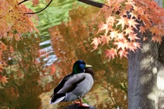 紅葉の中で・・・マガモ