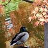 紅葉の中で・・・マガモ