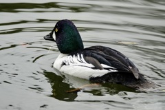 ホオジロガモ・後ろ向き