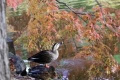 紅葉の中で・・・カルガモ
