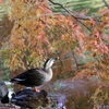 紅葉の中で・・・カルガモ