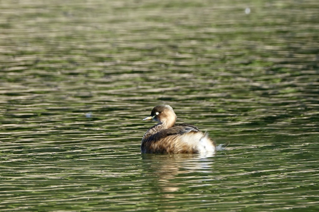 カイツブリ(鳰)