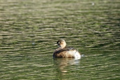 カイツブリ(鳰)