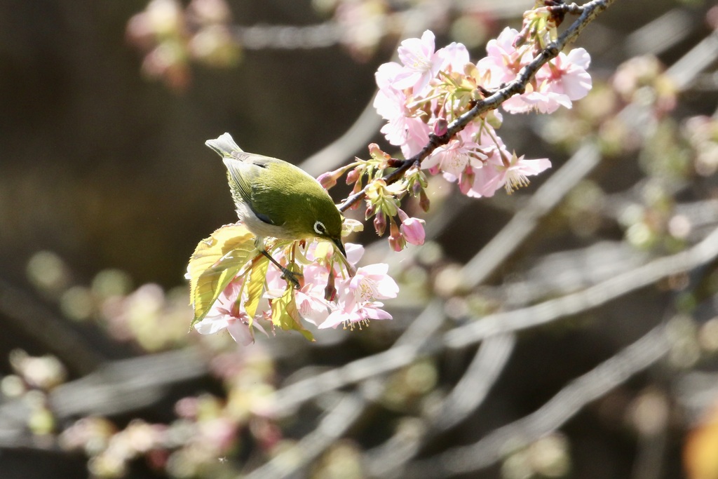 河津桜にメジロ