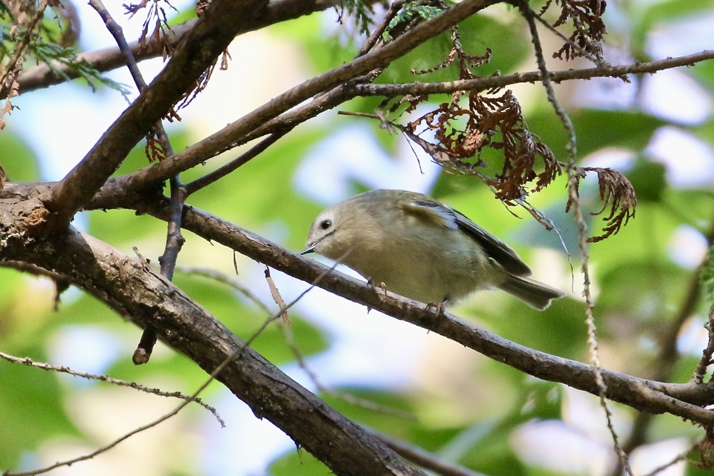 ほんとに小さいね・・・キクイタダキ(菊戴)