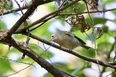 ほんとに小さいね・・・キクイタダキ(菊戴)