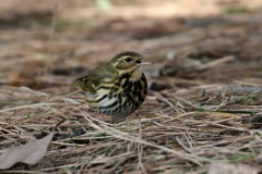 ビンズイ(便追)