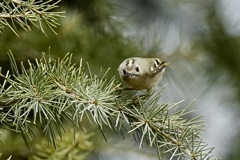 キクイタダキ(菊戴)