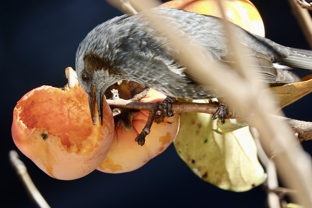 よく　かき　くう　ひよちゃん