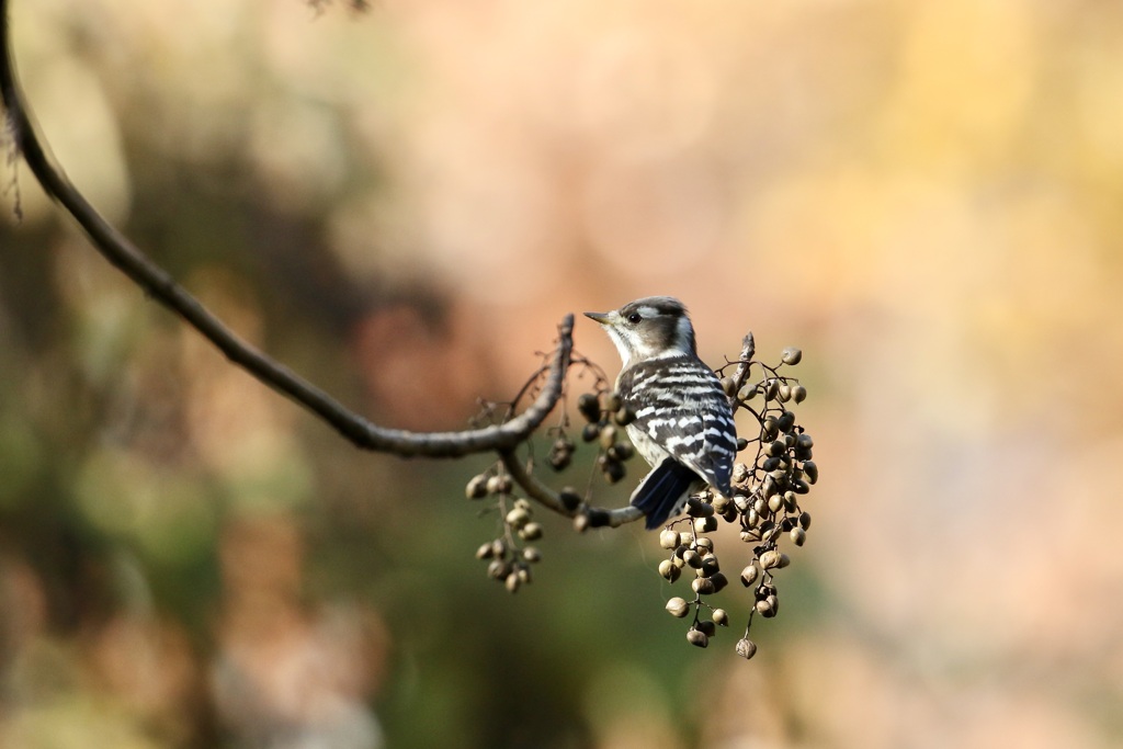 コゲラ(小啄木鳥)