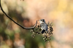 コゲラ(小啄木鳥)