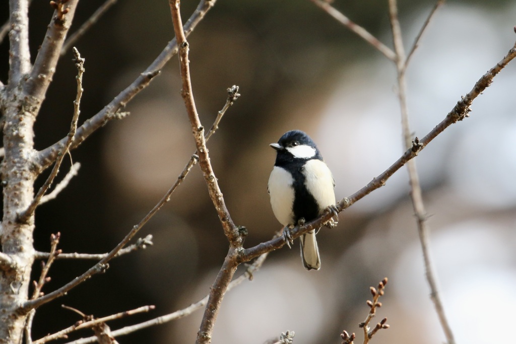 立派なネクタイ