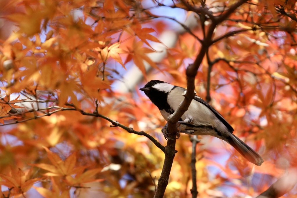 紅葉の中で・・・シジュウカラ