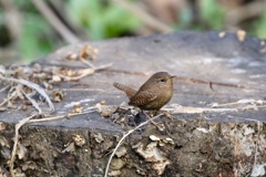 お立ち台のミソサザイ(鷦鷯)