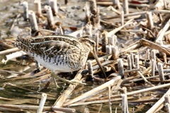 同化しているタシギ