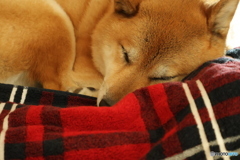 手に入れた温もり