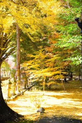積田神社　紅葉