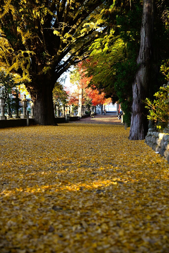 積田神社　紅葉