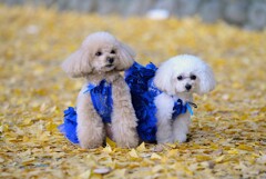 銀杏の絨毯とワンコ