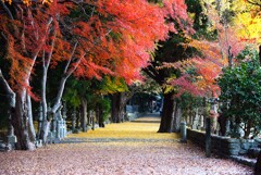 積田神社　紅葉