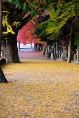 積田神社　紅葉