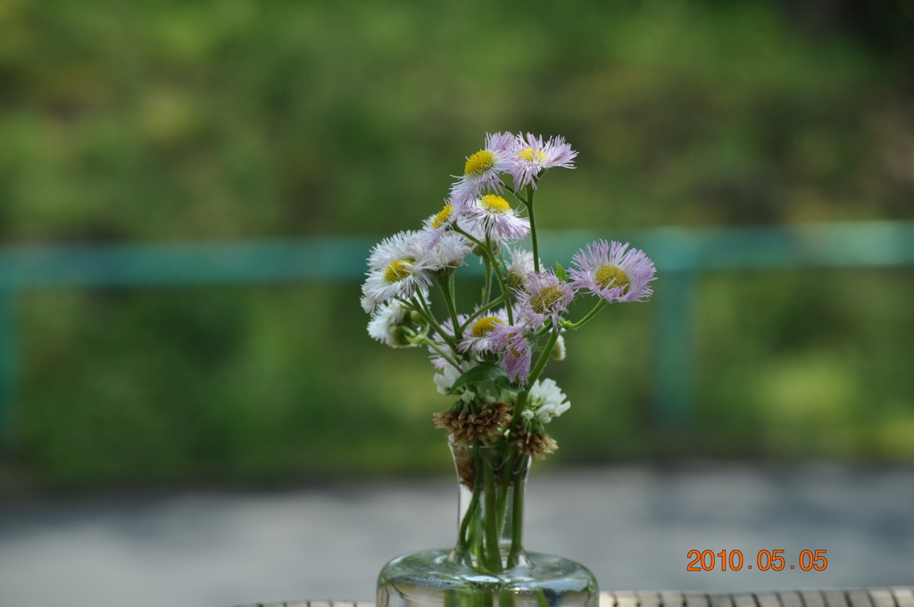 公園の花＊