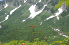 室堂の高原植物