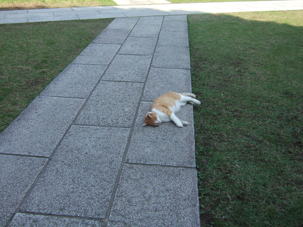 ノンビリ