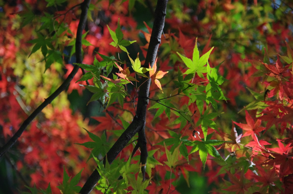 紅葉