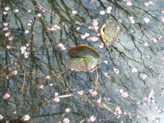 植物園にて