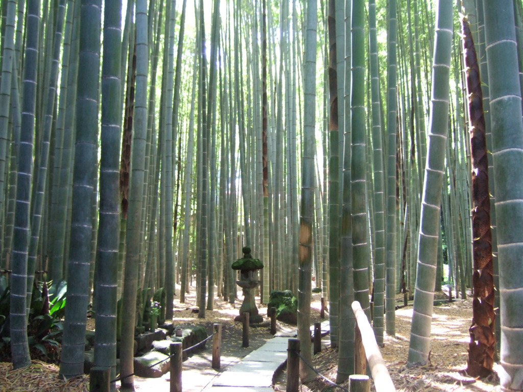 報国寺