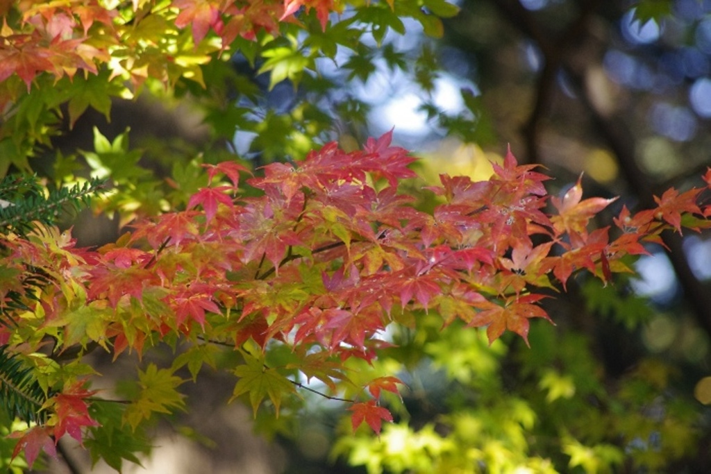 紅葉