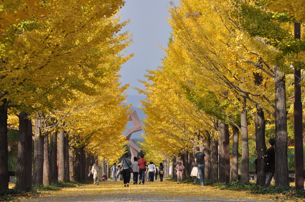 銀杏並木