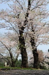 夫婦桜