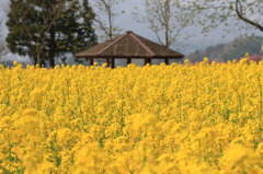 菜の花
