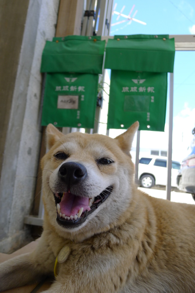 看板犬