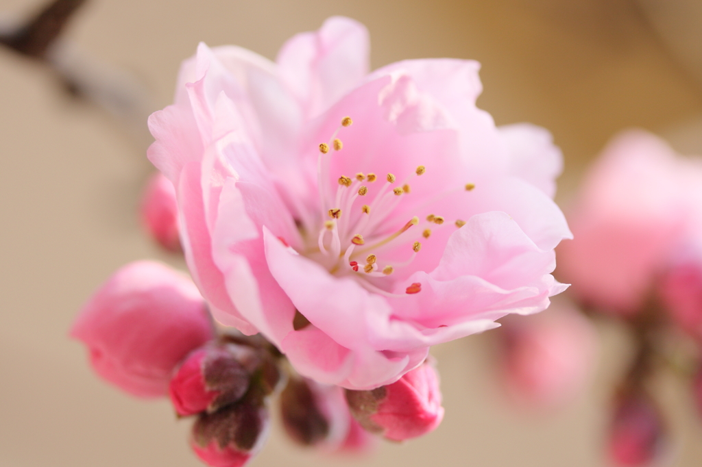 私は梅でも桜でもないよ～