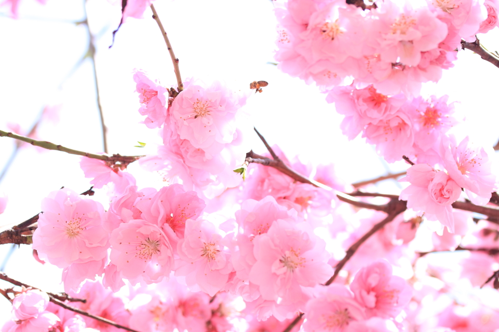 お花のレストラン