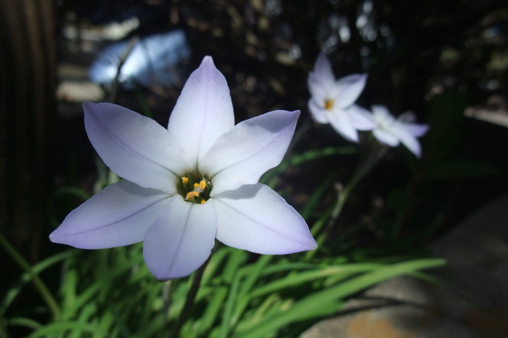 陰日向に花韮