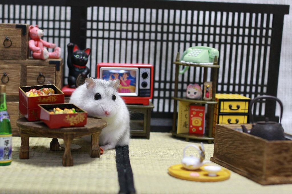 Hamuru11