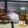 Hamuru10