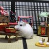 Hamuru06
