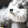 たそがれ犬