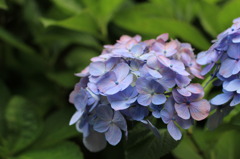 紫陽花