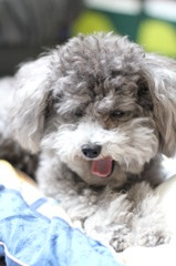 あくび犬