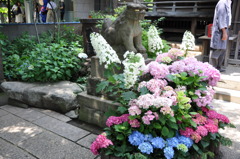 紫陽花と狛犬