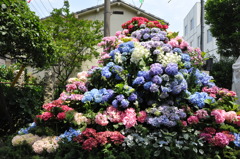 紫陽花富士全景