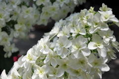 白い紫陽花