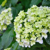 白い紫陽花